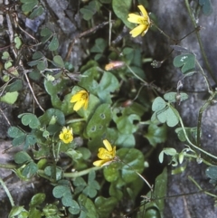 Oxalis exilis (Shady Wood Sorrel) at Wamban, NSW - 7 Apr 1997 by BettyDonWood