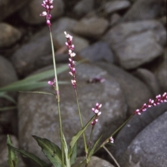 Persicaria decipiens (Slender Knotweed) at Wamban, NSW - 30 Dec 1996 by BettyDonWood