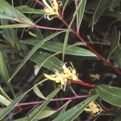 Persoonia silvatica (Forest Geebung) at Deua, NSW - 31 Dec 1996 by BettyDonWood