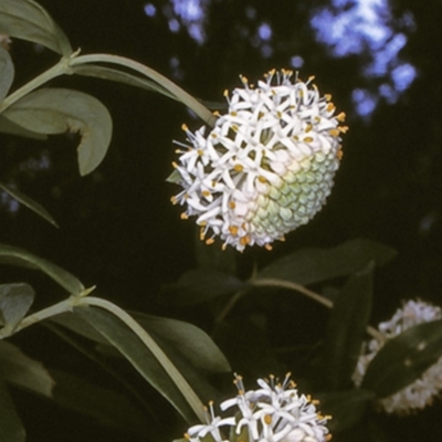 Pimelea ligustrina subsp. hypericina (Tall Rice-flower) at Deua, NSW - 10 Nov 1996 by BettyDonWood