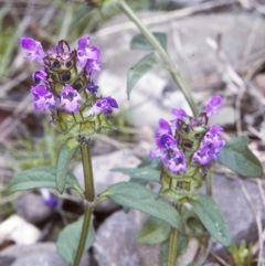 Prunella vulgaris (Self-heal, Heal All) at Wamban, NSW - 29 Dec 1996 by BettyDonWood