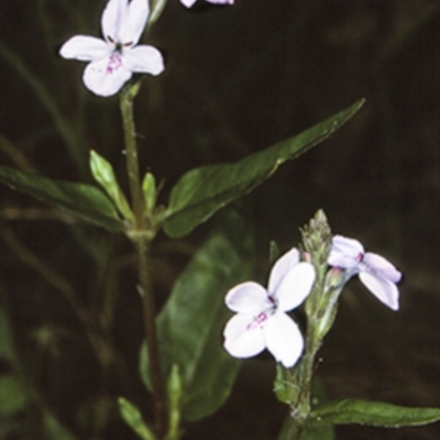 Pseuderanthemum variabile (Pastel Flower) at Wamban, NSW - 29 Dec 1996 by BettyDonWood