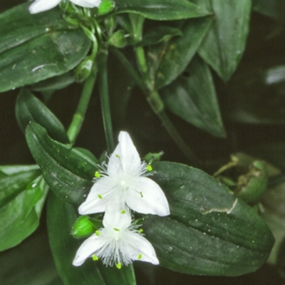 Tradescantia fluminensis (Trad, Wandering Jew) at Bodalla, NSW - 11 Dec 1996 by BettyDonWood