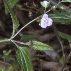 Veronica notabilis (Forest Speedwell) at Deua, NSW - 10 Nov 1996 by BettyDonWood