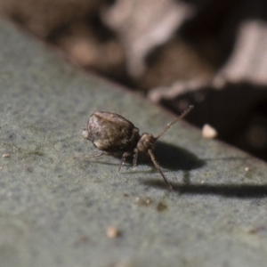 Sminthurus sp. (genus) at Michelago, NSW - 21 Jun 2018 02:02 PM