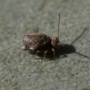 Sminthurus sp. (genus) at Michelago, NSW - 21 Jun 2018 02:02 PM