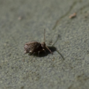 Sminthurus sp. (genus) at Michelago, NSW - 21 Jun 2018 02:02 PM