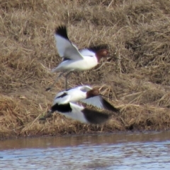 Recurvirostra novaehollandiae (Red-necked Avocet) at Fyshwick, ACT - 29 Jun 2018 by KumikoCallaway