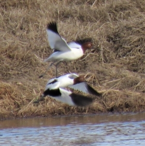 Recurvirostra novaehollandiae at Fyshwick, ACT - 29 Jun 2018