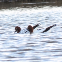 Recurvirostra novaehollandiae at Fyshwick, ACT - 29 Jun 2018