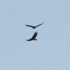 Aquila audax (Wedge-tailed Eagle) at Paddys River, ACT - 29 Jun 2018 by RodDeb