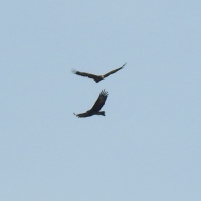 Aquila audax (Wedge-tailed Eagle) at Paddys River, ACT - 29 Jun 2018 by RodDeb