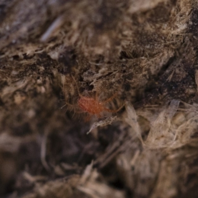 Anystidae (family) (Unidentified anystid mite) at Michelago, NSW - 21 Jun 2018 by Illilanga