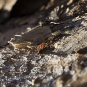 Anystidae (family) at Illilanga & Baroona - 21 Jun 2018