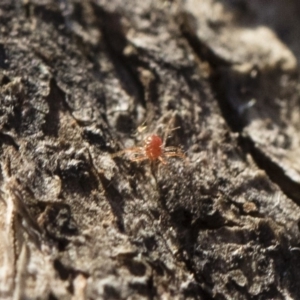 Anystidae (family) at Illilanga & Baroona - 21 Jun 2018 03:50 PM