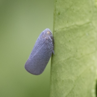 Anzora unicolor (Grey Planthopper) at Michelago, NSW - 28 Dec 2017 by Illilanga