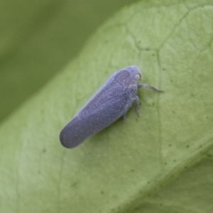 Anzora unicolor at Michelago, NSW - 28 Dec 2017