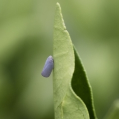 Anzora unicolor at Michelago, NSW - 28 Dec 2017