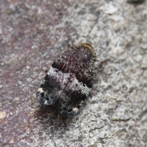 Platybrachys decemmacula at Michelago, NSW - 26 Oct 2017