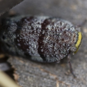 Platybrachys decemmacula at Michelago, NSW - 22 Nov 2017