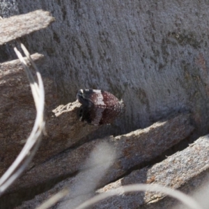 Platybrachys decemmacula at Michelago, NSW - 22 Nov 2017