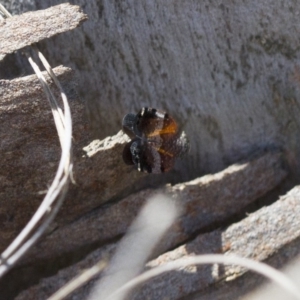 Platybrachys decemmacula at Michelago, NSW - 22 Nov 2017