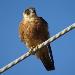 Falco longipennis at Fyshwick, ACT - 29 Jun 2018 10:38 AM