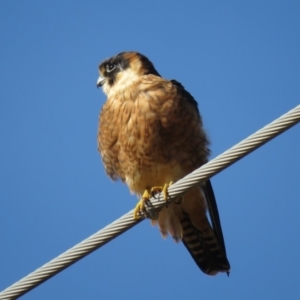 Falco longipennis at Fyshwick, ACT - 29 Jun 2018 10:38 AM