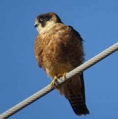 Falco longipennis at Fyshwick, ACT - 29 Jun 2018 10:38 AM