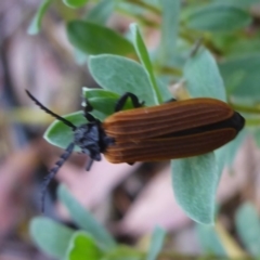 Porrostoma sp. (genus) (Lycid, Net-winged beetle) at Aranda, ACT - 17 Nov 2014 by JanetRussell