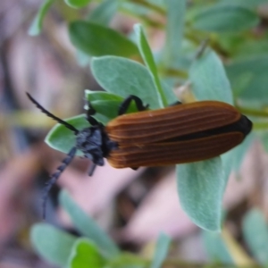 Porrostoma sp. (genus) at Aranda, ACT - 17 Nov 2014