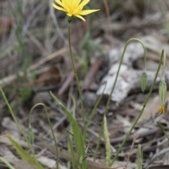 Microseris walteri (Yam Daisy, Murnong) at Michelago, NSW - 30 Oct 2016 by Illilanga