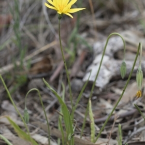 Microseris walteri at Illilanga & Baroona - 30 Oct 2016 09:14 AM