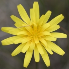 Microseris walteri at Illilanga & Baroona - 30 Oct 2016