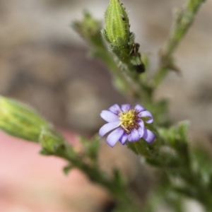 Vittadinia cuneata var. cuneata at Illilanga & Baroona - 26 Oct 2017