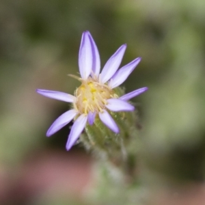 Vittadinia cuneata var. cuneata at Illilanga & Baroona - 26 Oct 2017