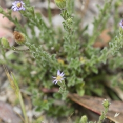 Vittadinia cuneata var. cuneata at Illilanga & Baroona - 26 Oct 2017 01:38 PM