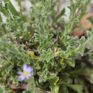 Vittadinia cuneata var. cuneata at Illilanga & Baroona - 26 Oct 2017