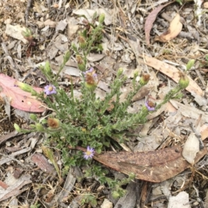 Vittadinia cuneata var. cuneata at Illilanga & Baroona - 26 Oct 2017 01:38 PM