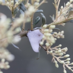 Aphrophorinae (subfamily) (Unidentified spittlebug) at Michelago, NSW - 28 Dec 2017 by Illilanga