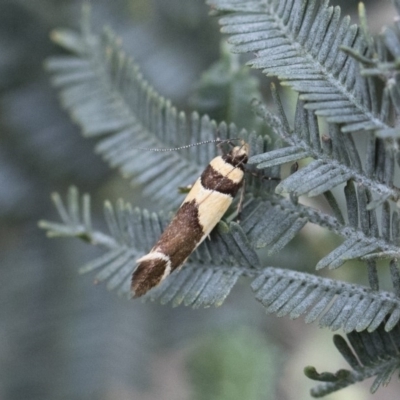 Macrobathra chrysotoxa (A cosmet moth) at Michelago, NSW - 28 Dec 2017 by Illilanga