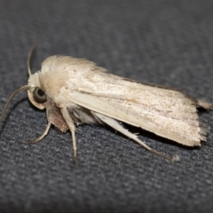 Leucania diatrecta at Michelago, NSW - 13 Jan 2018