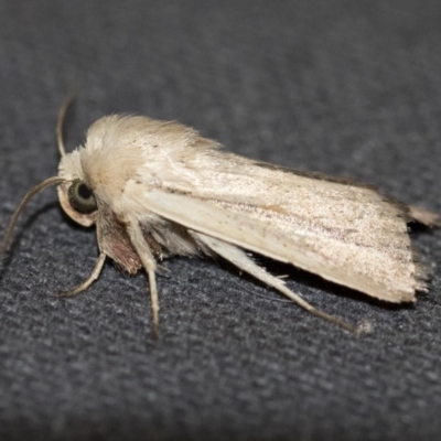 Leucania diatrecta (A Noctuid moth) at Michelago, NSW - 13 Jan 2018 by Illilanga