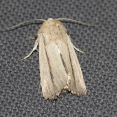 Leucania diatrecta at Michelago, NSW - 13 Jan 2018