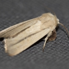 Leucania diatrecta at Michelago, NSW - 13 Jan 2018