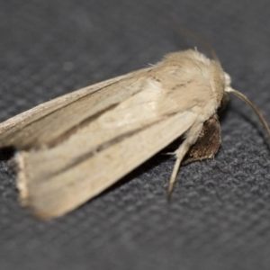 Leucania diatrecta at Michelago, NSW - 13 Jan 2018