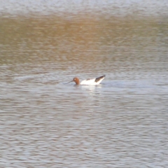 Recurvirostra novaehollandiae (Red-necked Avocet) at Fyshwick, ACT - 29 Jun 2018 by MatthewFrawley