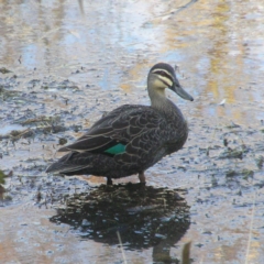 Anas superciliosa (Pacific Black Duck) at Fyshwick, ACT - 30 Jun 2018 by MatthewFrawley