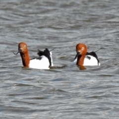 Recurvirostra novaehollandiae (Red-necked Avocet) at Fyshwick, ACT - 30 Jun 2018 by RodDeb