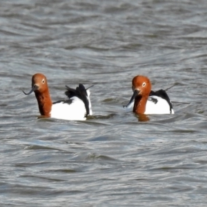 Recurvirostra novaehollandiae at Fyshwick, ACT - 30 Jun 2018